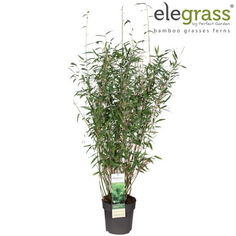 Fargesia murielae 'Gigant Green'  Plant Wholesale FlorAccess