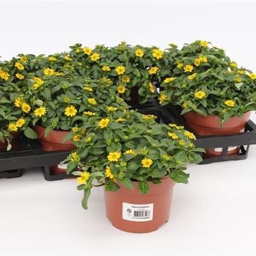 Sanvitalia procumbens