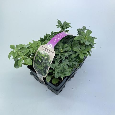 Pachysandra terminalis 'Green Carpet'