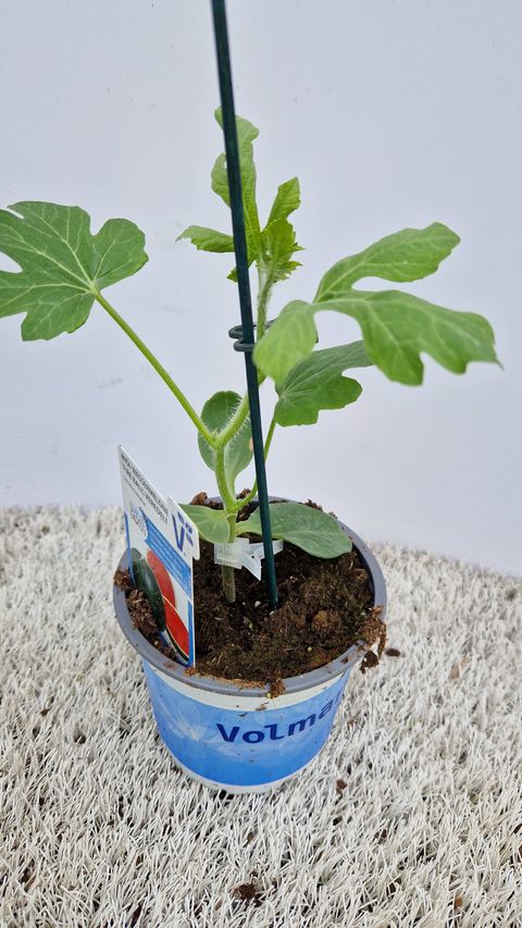 Citrullus lanatus 'Fire Ball'