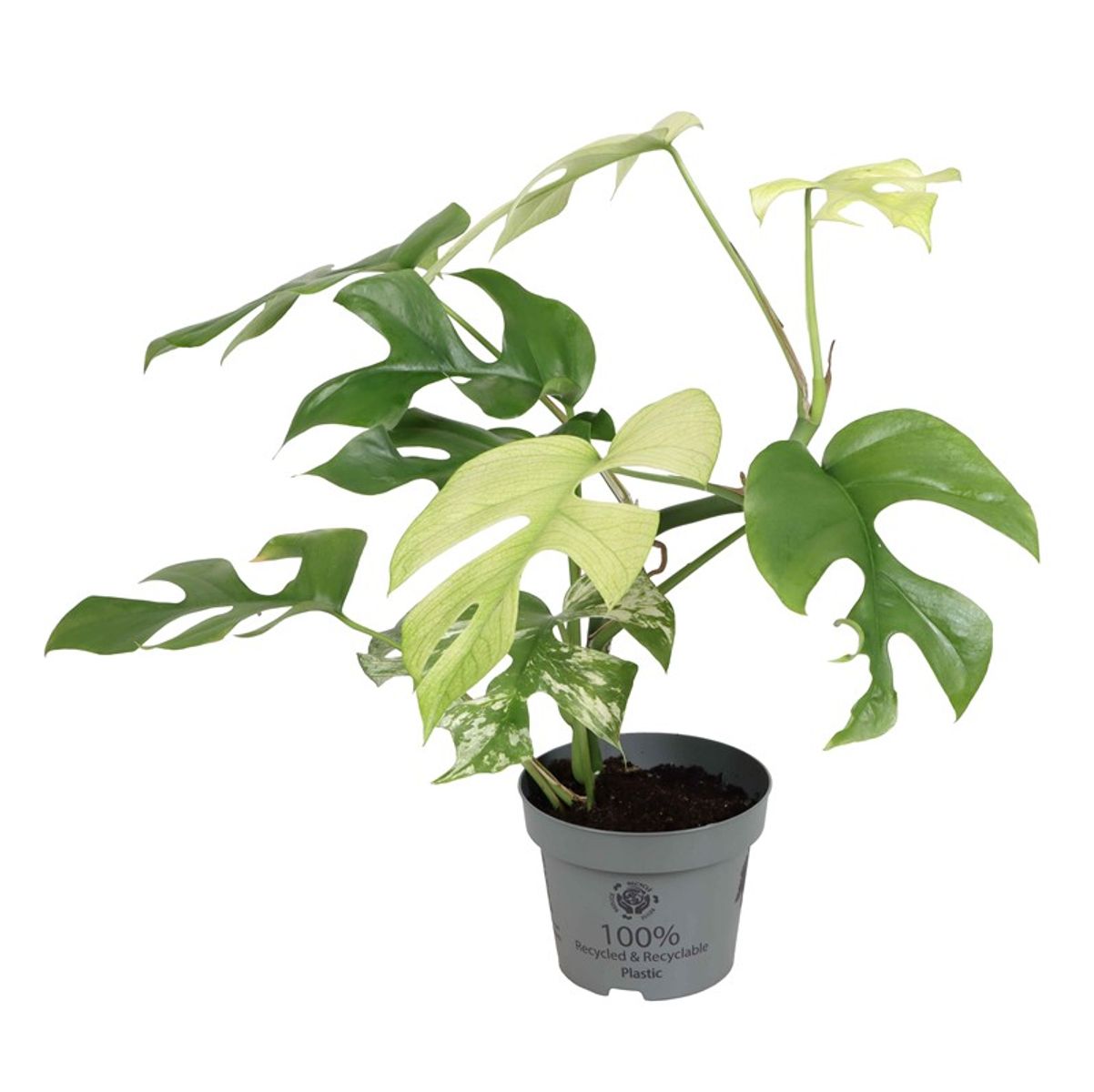 Monstera minima 'Variegata' — Plant Wholesale FlorAccess