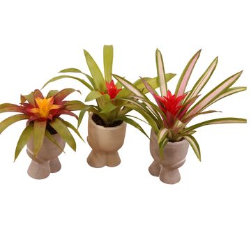 Guzmania MIX