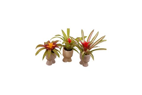Guzmania MIX