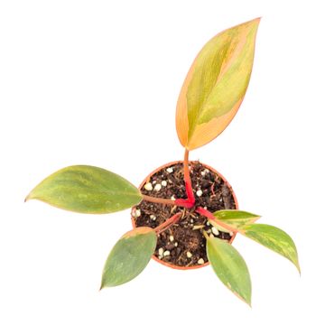 Philodendron 'Red Gongo Variegata'