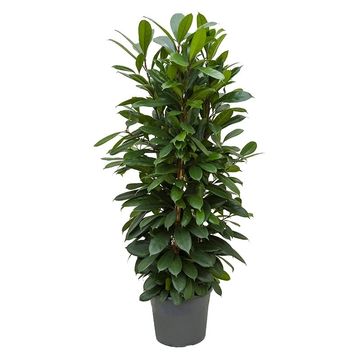 Ficus cyathistipula