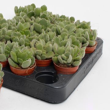 Cotyledon ladismithiensis