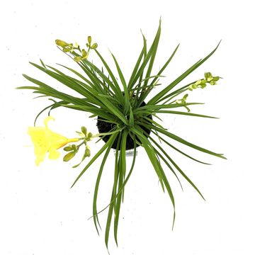 Hemerocallis 'Stella de Oro'