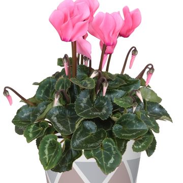 Cyclamen persicum SUPER SERIE S ALLURE MIX