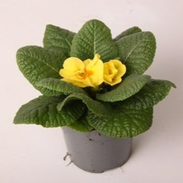 Primula 'Cairo Cream Yellow'