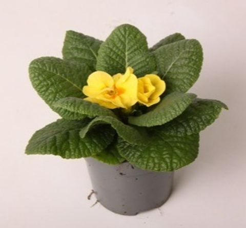 Primula 'Cairo Cream Yellow'