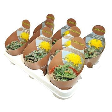 Faucaria felina tuberculosa