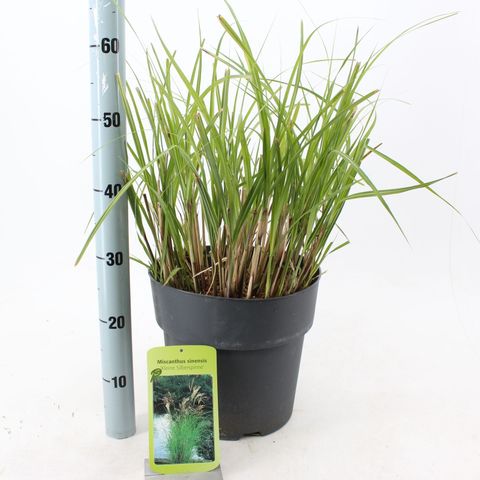 Miscanthus sinensis 'Kleine Silberspinne'