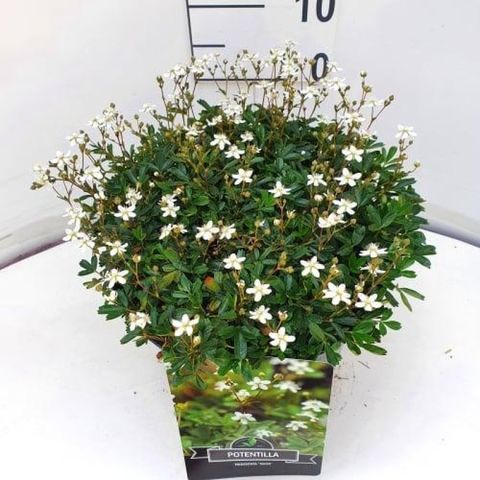 Potentilla tridentata 'Nuuk'