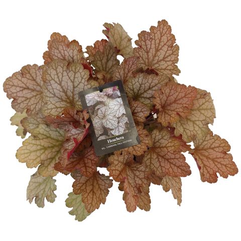 Heuchera 'Carnival Fall Festival'