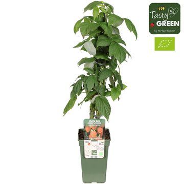 Rubus idaeus 'Heritage'