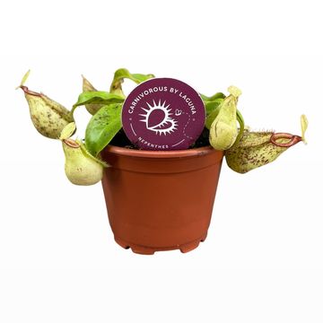 Nepenthes hookeriana