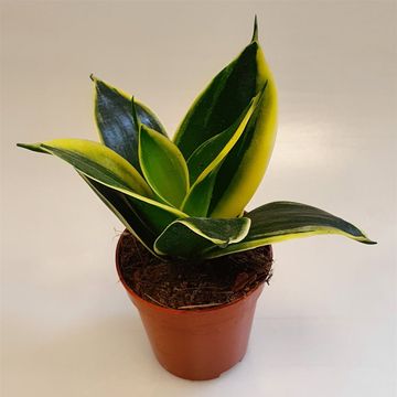 Sansevieria trifasciata BLACK STAR