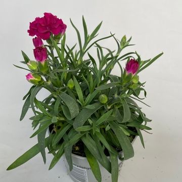 Диантус SUPER TROUPER AMY