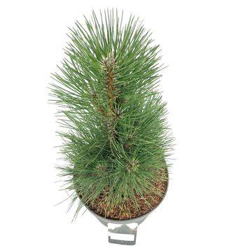 Pinus nigra 'Green Tower'