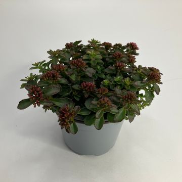 Sedum spurium SPOT ON DEEP ROSE