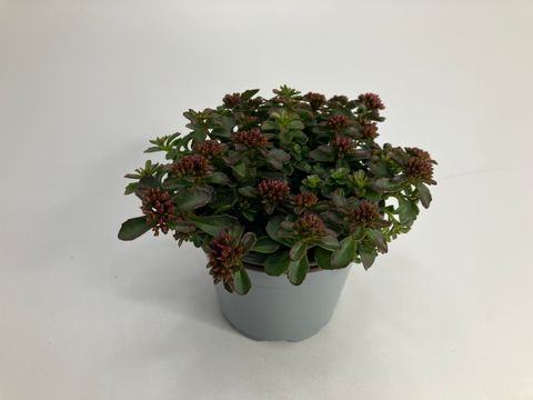 Sedum spurium SPOT ON DEEP ROSE