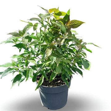 Cornus controversa