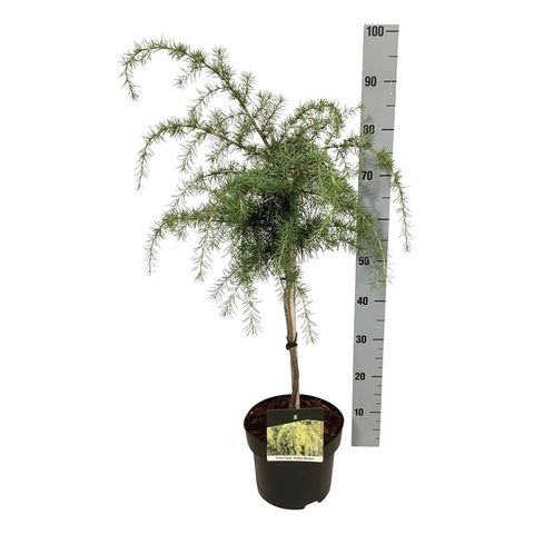 Cedrus deodara 'Golden Horizon'