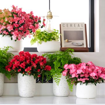 Rhododendron HORTINNO PRIMAVERA