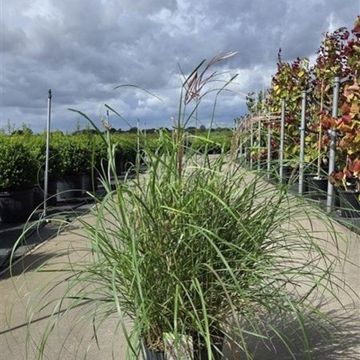 Miscanthus sinensis 'Red Chief'