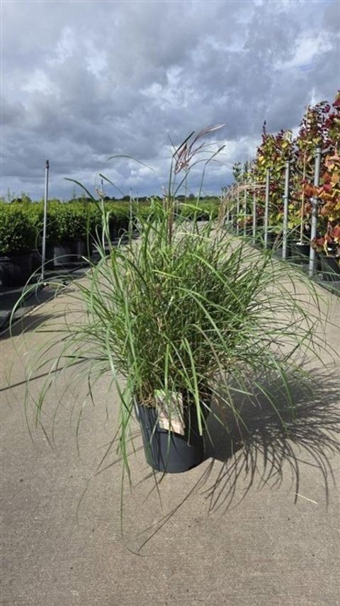Miscanthus sinensis 'Red Chief'
