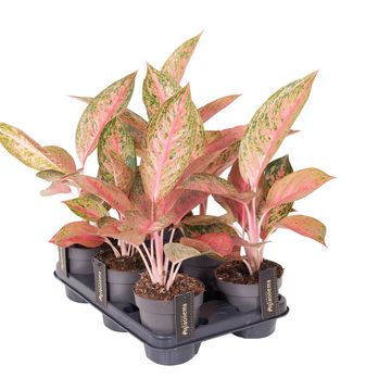 Аглаонема 'Tango Pink'