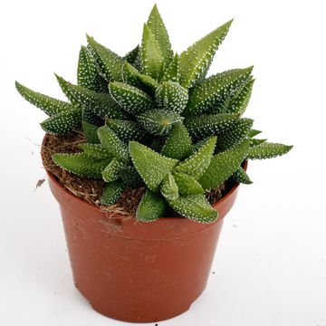Haworthia attenuata 'Enon'