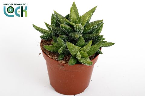 Haworthia attenuata 'Enon'