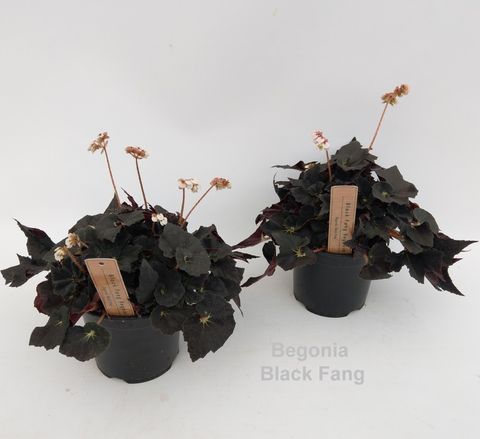 Begonia 'Black Fang'