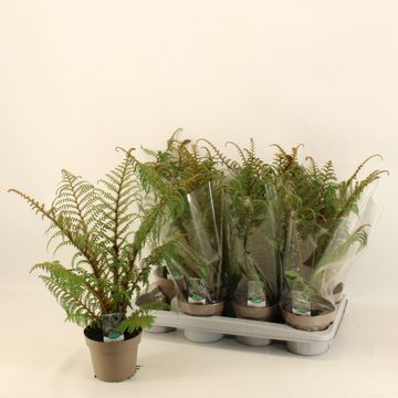 Cyathea tomentosissima 'Highland Lace'
