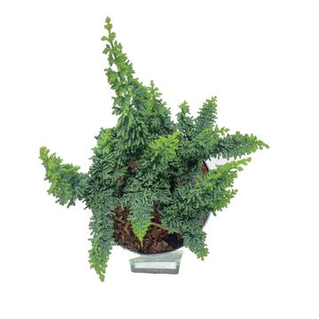 Chamaecyparis obtusa 'Chirimen'