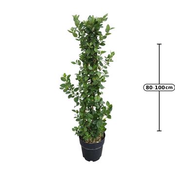Ceanothus arboreus 'Trewithen Blue'