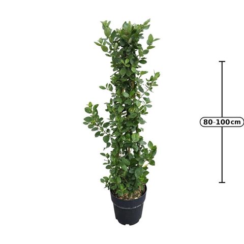 Ceanothus arboreus 'Trewithen Blue'