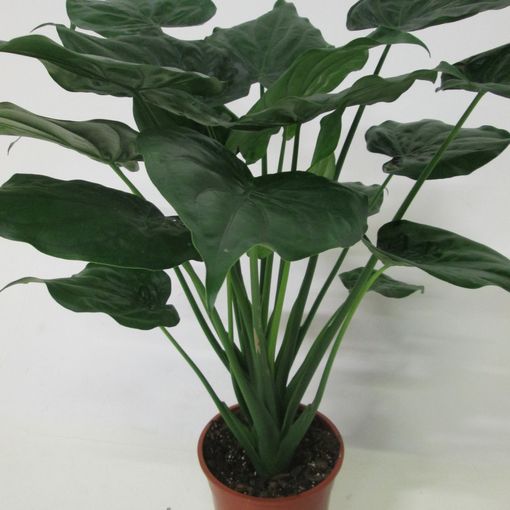 Alocasia cucullata (Р27 cm В60 - 80 cm) – Рослини Oптом FlorAccess