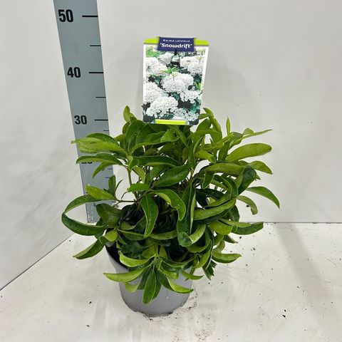 Kalmia latifolia 'Snowdrift'