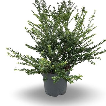 Ilex crenata 'Convexa'