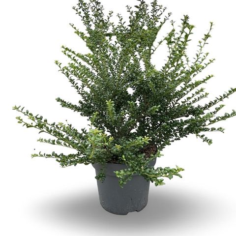 Ilex crenata 'Convexa'