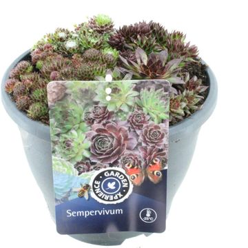 Sempervivum MIX IN POT