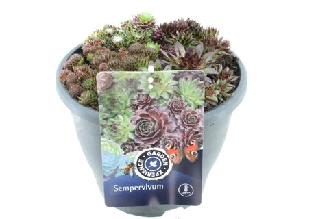 Sempervivum MIX IN POT