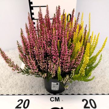 Calluna vulgaris BEAUTY LADIES MIX IN POT