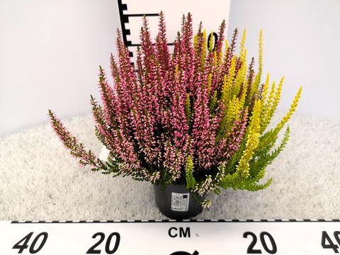 Calluna vulgaris BEAUTY LADIES MIX IN POT