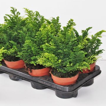 Adiantum raddianum 'Lisa'