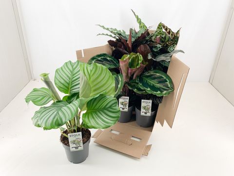 Calathea MIX