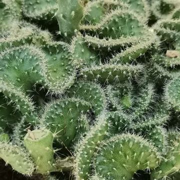 Opuntia tuna cristata