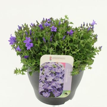 Campanula portenschlagiana 'Clockwise'